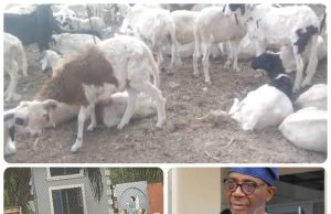 Eid-El-Kabir: Senator Fadahunsi Gifts 300 Rams to Constituents for Eid-El-Kabir Celebrations